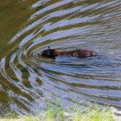 Bear Taking A Cool Dip